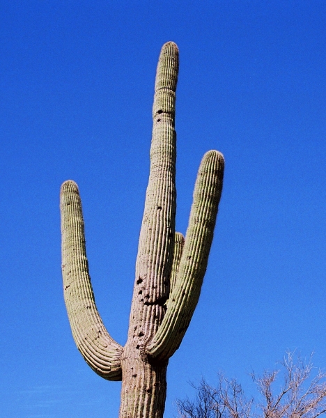 VS - Arizona (45)
