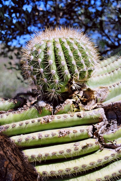 VS - Arizona (51)
