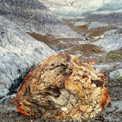 VS - Arizona (42)