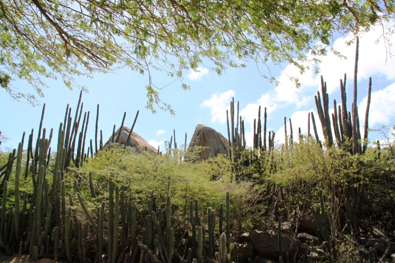 Aruba (11)
