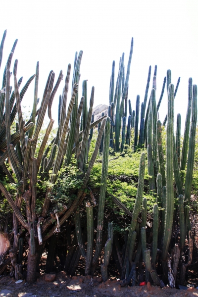 Aruba (5)
