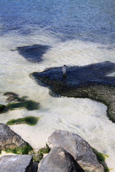 Aruba (62)