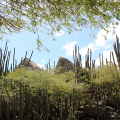 Aruba (11)