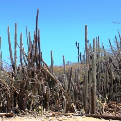 Aruba (14)