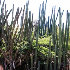 Aruba (5)