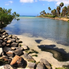 Aruba (63)