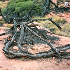 Australie (24)