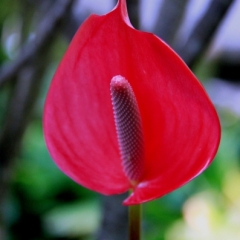 Bali (42)