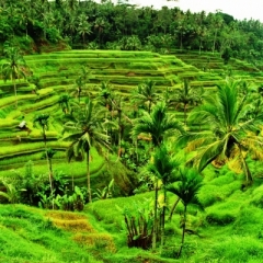 Bali (49)