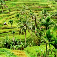 Bali (51)