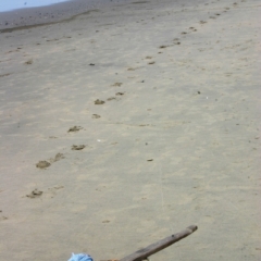 Bangladesh (6)