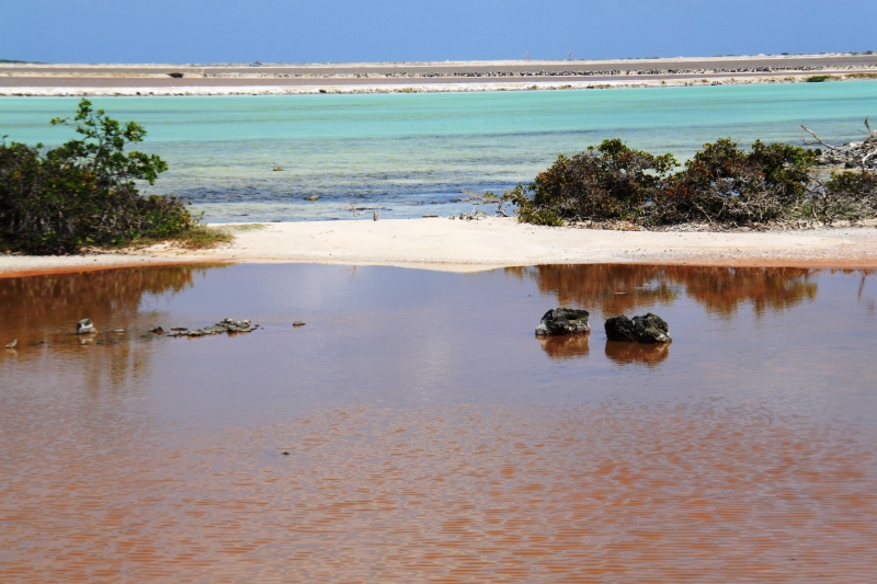 Bonaire (45)