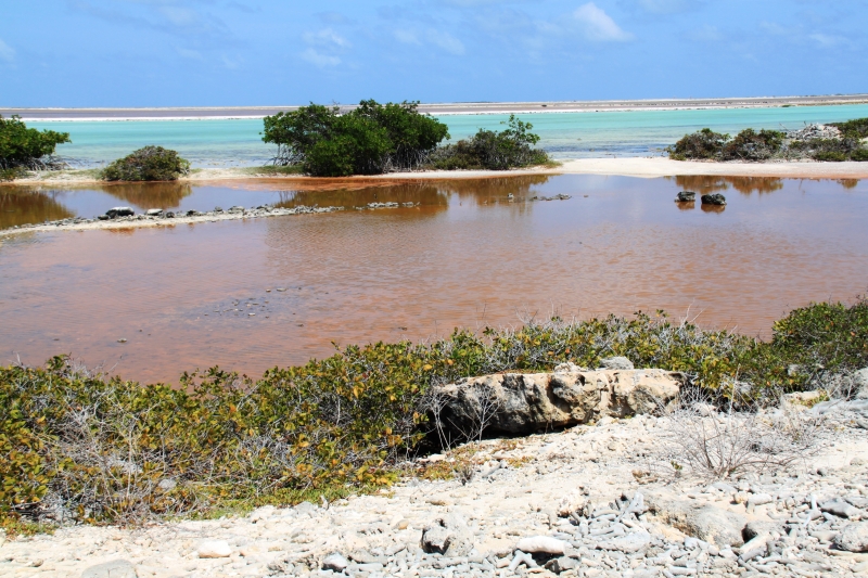 Bonaire (46)
