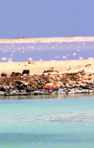 Bonaire (55)