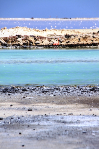 Bonaire (56)
