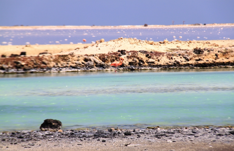 Bonaire (57)