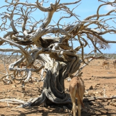 Bonaire (30)