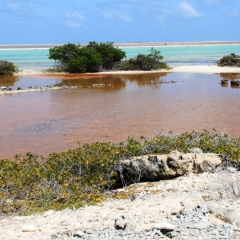 Bonaire (46)