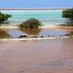 Bonaire (47)