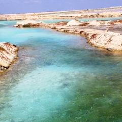 Bonaire (54)