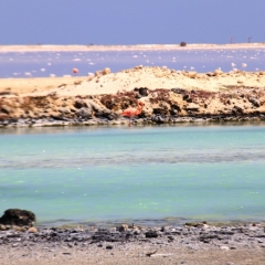 Bonaire (57)