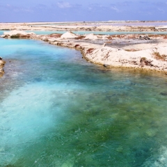 Bonaire (61)