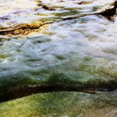 Borneo (7)