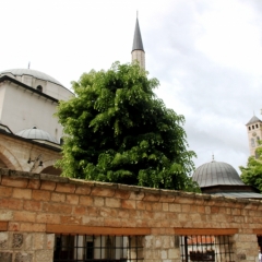 Bosnië & Herzegovina (44)