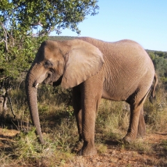 Botswana (57)