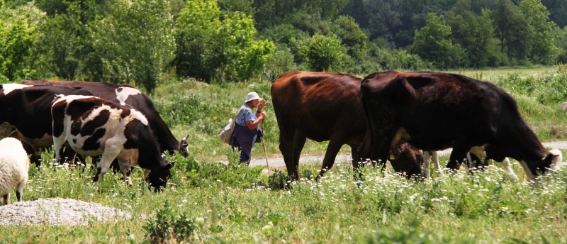 Bulgarije (154)