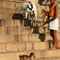 Centraal Oost India (100)