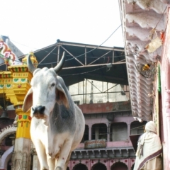 Centraal Oost India (70)