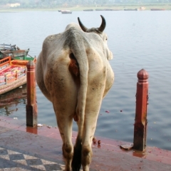 Centraal Oost India (76)