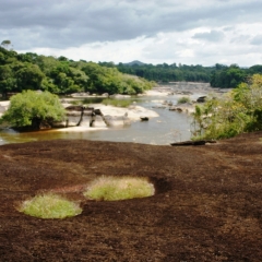 Centraal Venezuela (133)