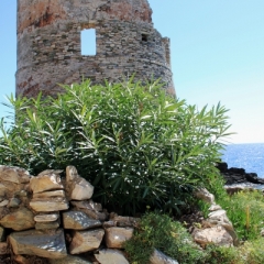 Corsica - Erbalunga (43)