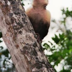 Costa Rica (15)