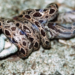 Costa Rica (4)