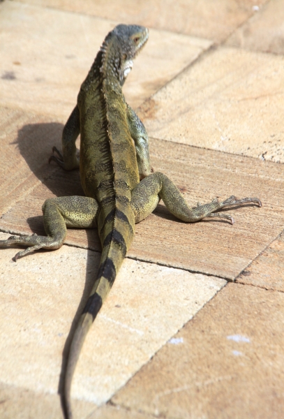 Curacao (34)