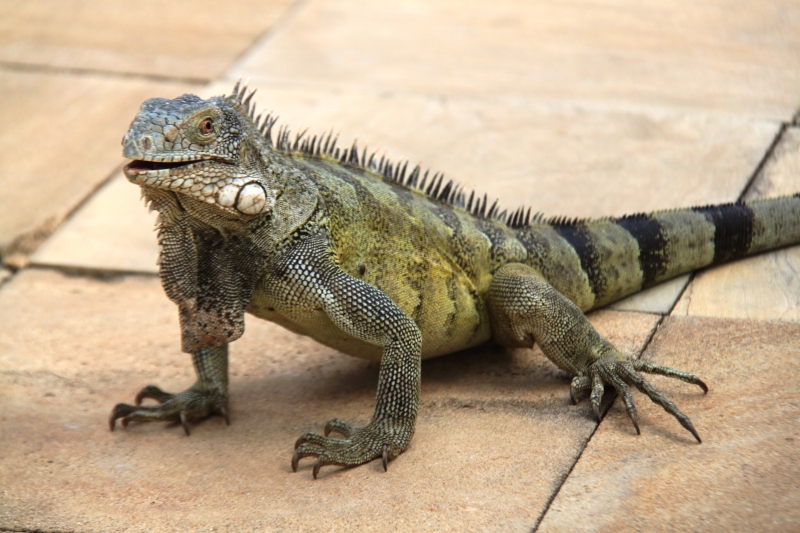 Curacao (37)