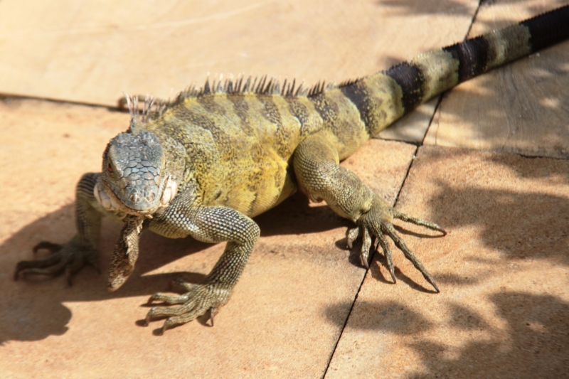 Curacao (38)