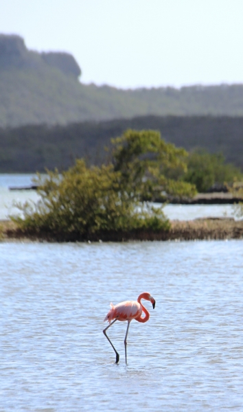 Curacao (53)
