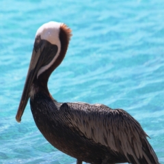 Curacao (3)