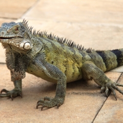 Curacao (37)