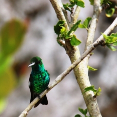 Curacao (40)