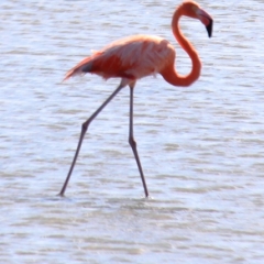Curacao (49)