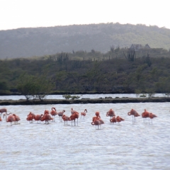 Curacao (51)