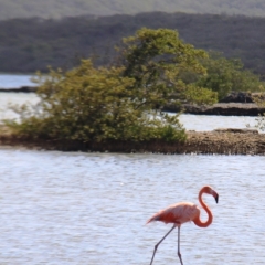 Curacao (52)