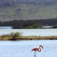 Curacao (54)