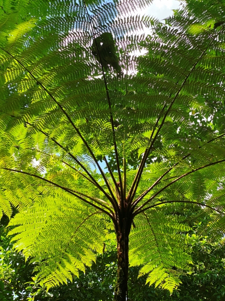 Dominica-2