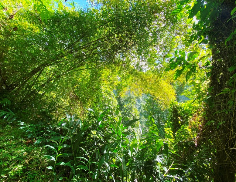 Dominica-25